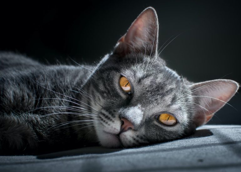 cat