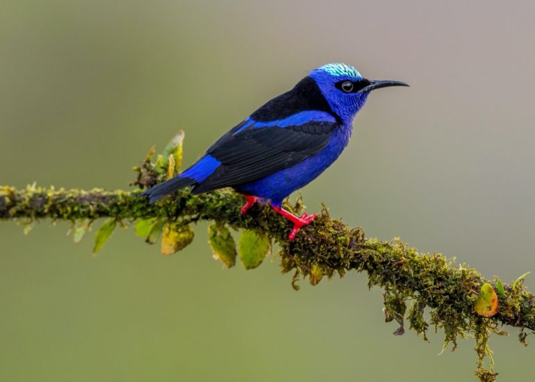 bird