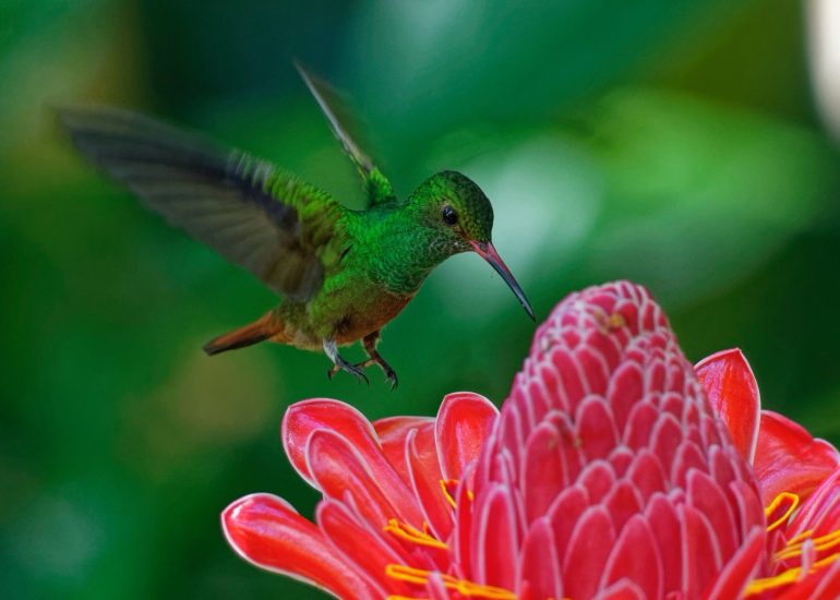 bird